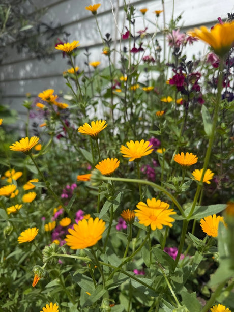 Calendula Wintersun - Dandys Landscape Supplies