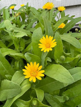 Calendula Wintersun Seeds - Dandys Landscape Supplies