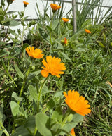 Calendula Wintersun Seeds - Dandys Landscape Supplies