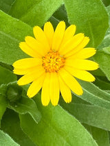 Calendula Wintersun Seeds - Dandys Landscape Supplies