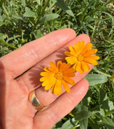 Calendula Wintersun Seeds - Dandys Landscape Supplies