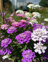 Candytuft Crown Mixed - Dandys Landscape Supplies