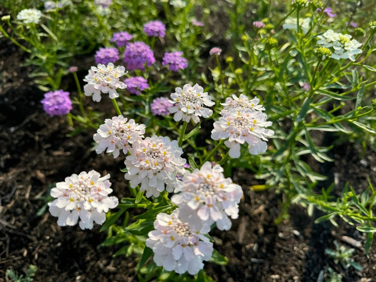 Candytuft Crown Mixed - Dandys Landscape Supplies