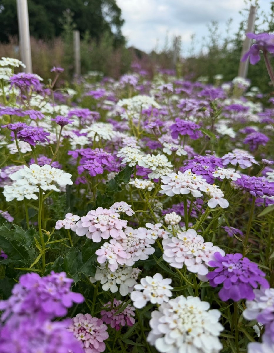 Candytuft Crown Mixed - Dandys Landscape Supplies