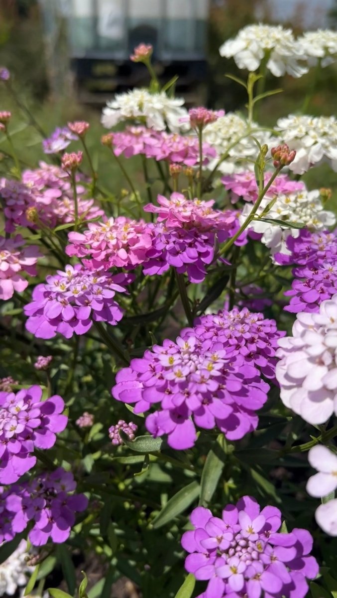 Candytuft Crown Mixed - Dandys Landscape Supplies