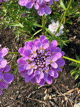 Candytuft Crown Mixed - Dandys Landscape Supplies