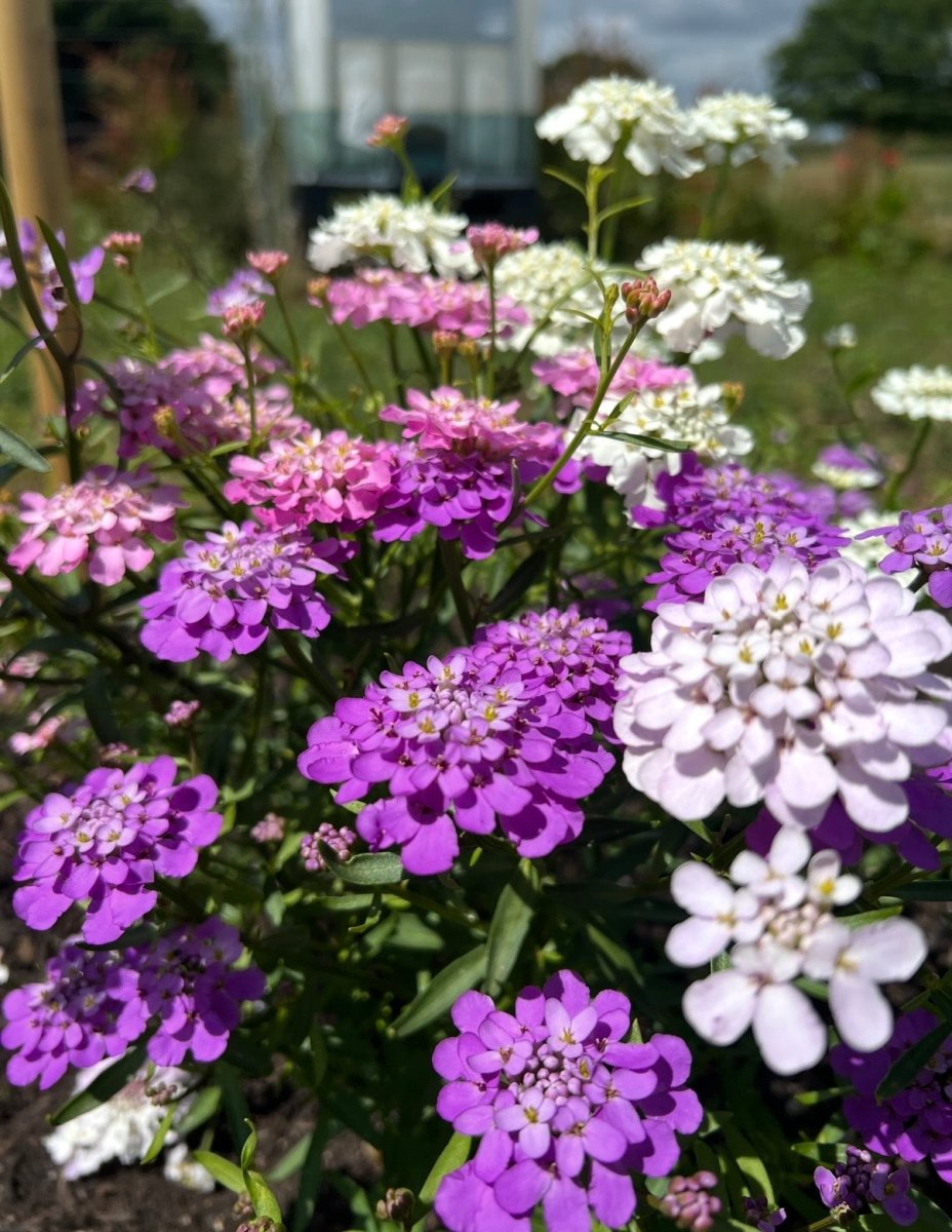 Candytuft Crown Mixed - Dandys Landscape Supplies