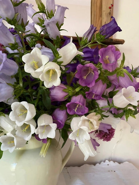 Canterbury Bells Crown Single Mixed - Dandys Landscape Supplies