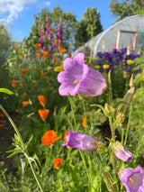 Canterbury Bells Crown Single Mixed - Dandys Landscape Supplies