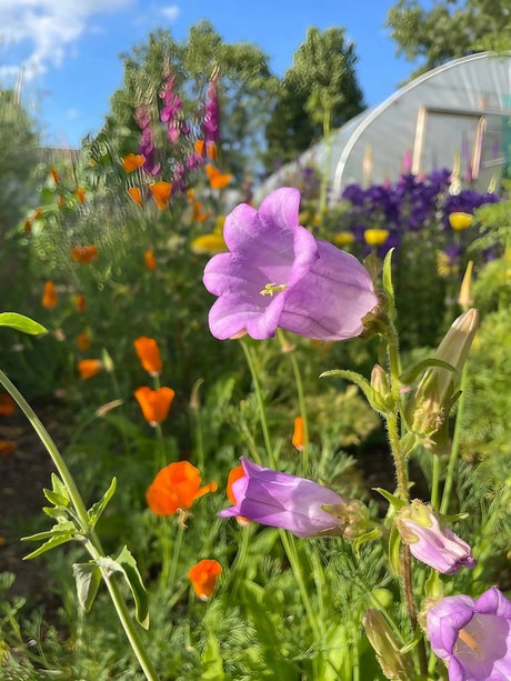 Canterbury Bells Crown Single Mixed - Dandys Landscape Supplies