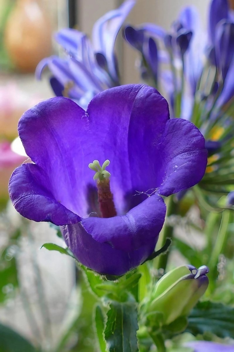 Canterbury Bells Crown Single Mixed - Dandys Landscape Supplies