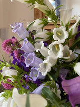 Canterbury Bells Crown Single Mixed - Dandys Landscape Supplies