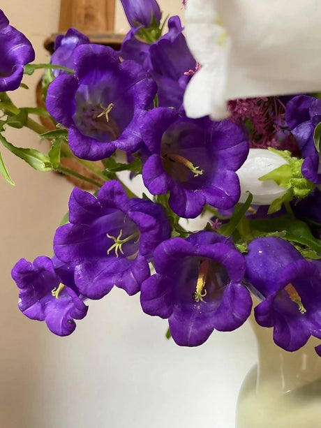 Canterbury Bells Crown Single Mixed Seeds - Dandys Landscape Supplies