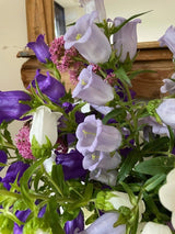 Canterbury Bells Crown Single Mixed Seeds - Dandys Landscape Supplies