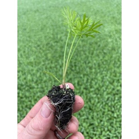 Carrot Plug Plants "Grow Your Own" Vegetables **Letterbox Friendly** - Dandys Landscape Supplies