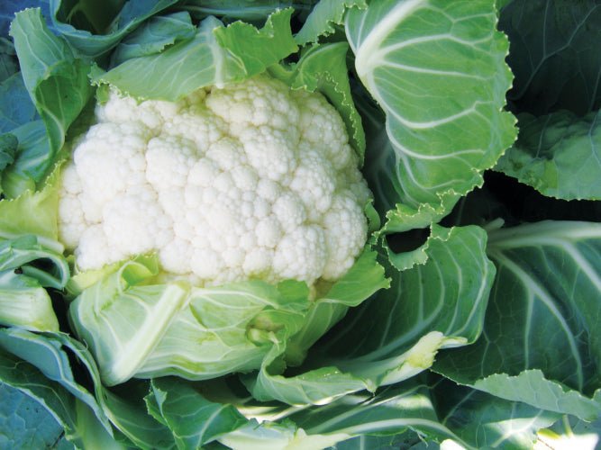 Cauliflower Plug Plants "Grow Your Own" Vegetables **Letterbox Friendly** - Dandys Landscape Supplies