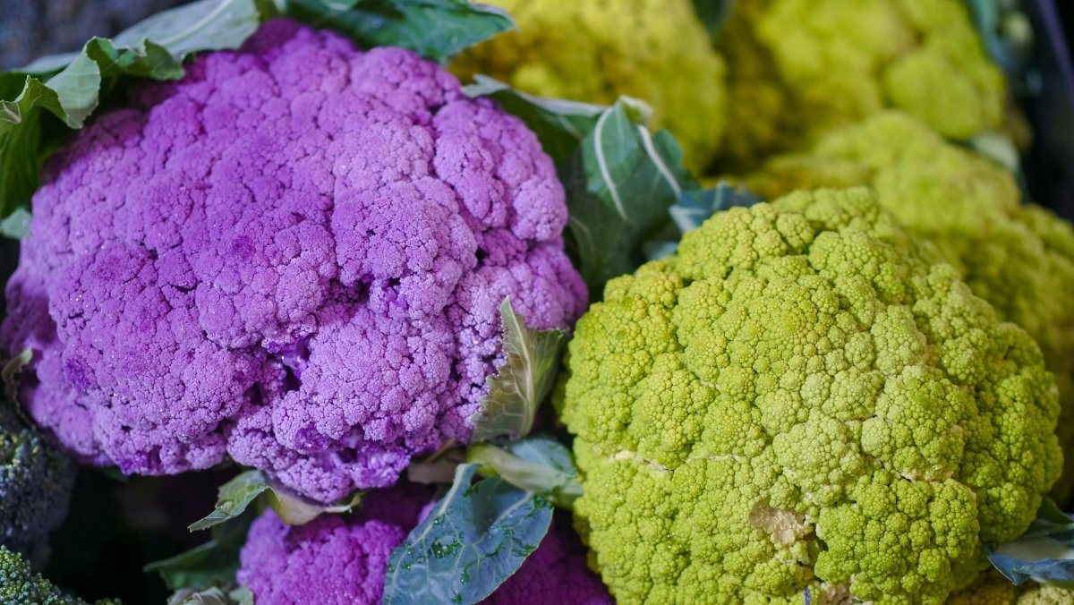 Cauliflower Plug Plants MIXED PACK "Grow Your Own" Vegetables 'Ready to Plant Now' Young Vegetable Plants **Letterbox Friendly** - Dandys Landscape Supplies