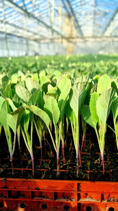 Cauliflower Plug Plants MIXED PACK "Grow Your Own" Vegetables 'Ready to Plant Now' Young Vegetable Plants **Letterbox Friendly** - Dandys Landscape Supplies