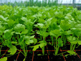 Celeriac Plug Plants "Grow Your Own" Salads **Letterbox Friendly** - Dandys Landscape Supplies