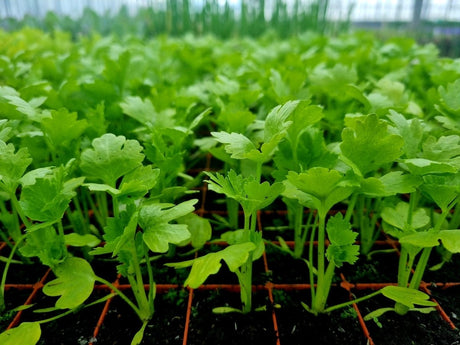 Celeriac Plug Plants "Grow Your Own" Salads **Letterbox Friendly** - Dandys Landscape Supplies