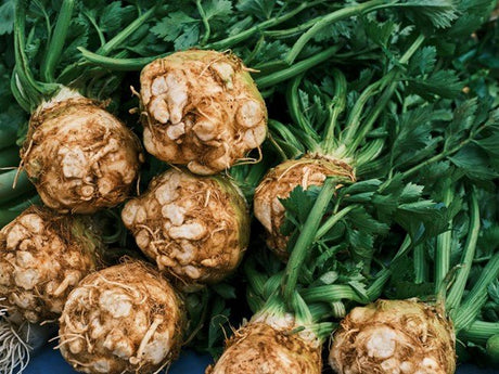 Celeriac Plug Plants "Grow Your Own" Salads **Letterbox Friendly** - Dandys Landscape Supplies