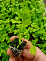 Celeriac Plug Plants "Grow Your Own" Salads **Letterbox Friendly** - Dandys Landscape Supplies