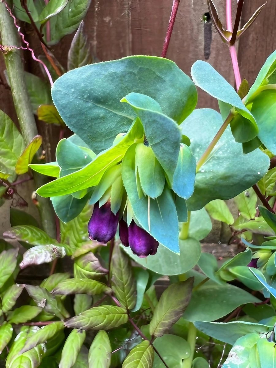 Cerinthe major Purpurascens - Dandys Landscape Supplies