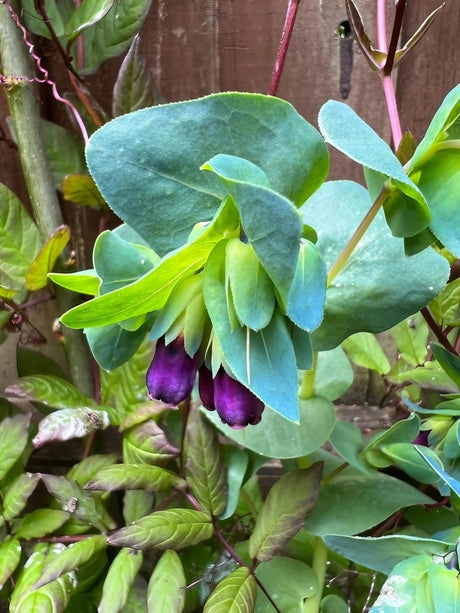 Cerinthe major Purpurascens - Dandys Landscape Supplies