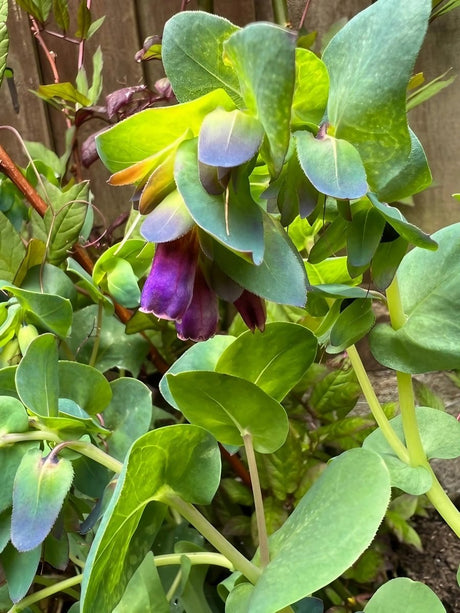 Cerinthe major Purpurascens - Dandys Landscape Supplies