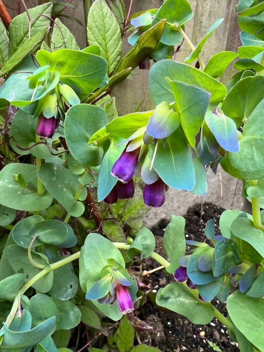 Cerinthe major Purpurascens - Dandys Landscape Supplies