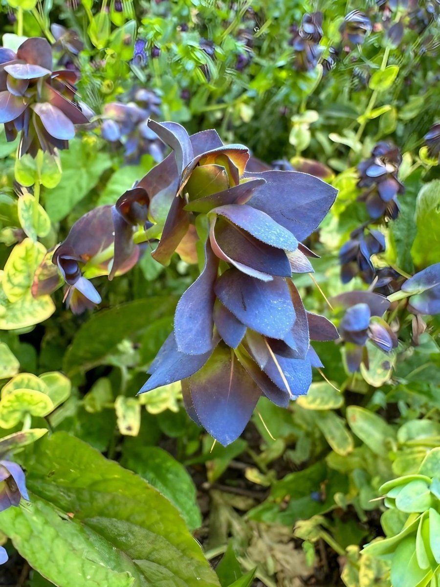 Cerinthe major Purpurascens - Dandys Landscape Supplies