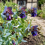 Cerinthe major Purpurascens - Dandys Landscape Supplies