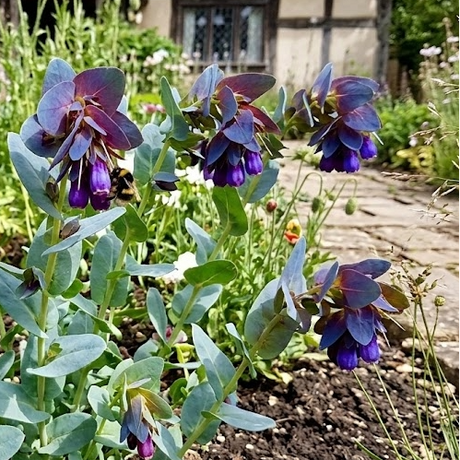 Cerinthe major Purpurascens - Dandys Landscape Supplies