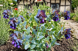 Cerinthe major Purpurascens - Dandys Landscape Supplies
