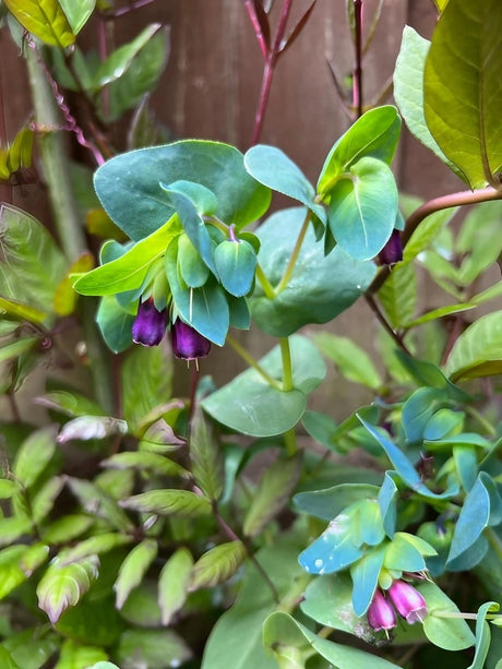 Cerinthe major Purpurascens - Dandys Landscape Supplies