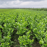 Cherry Laurel Hedging - Bulk Buy - Dandys Landscape Supplies