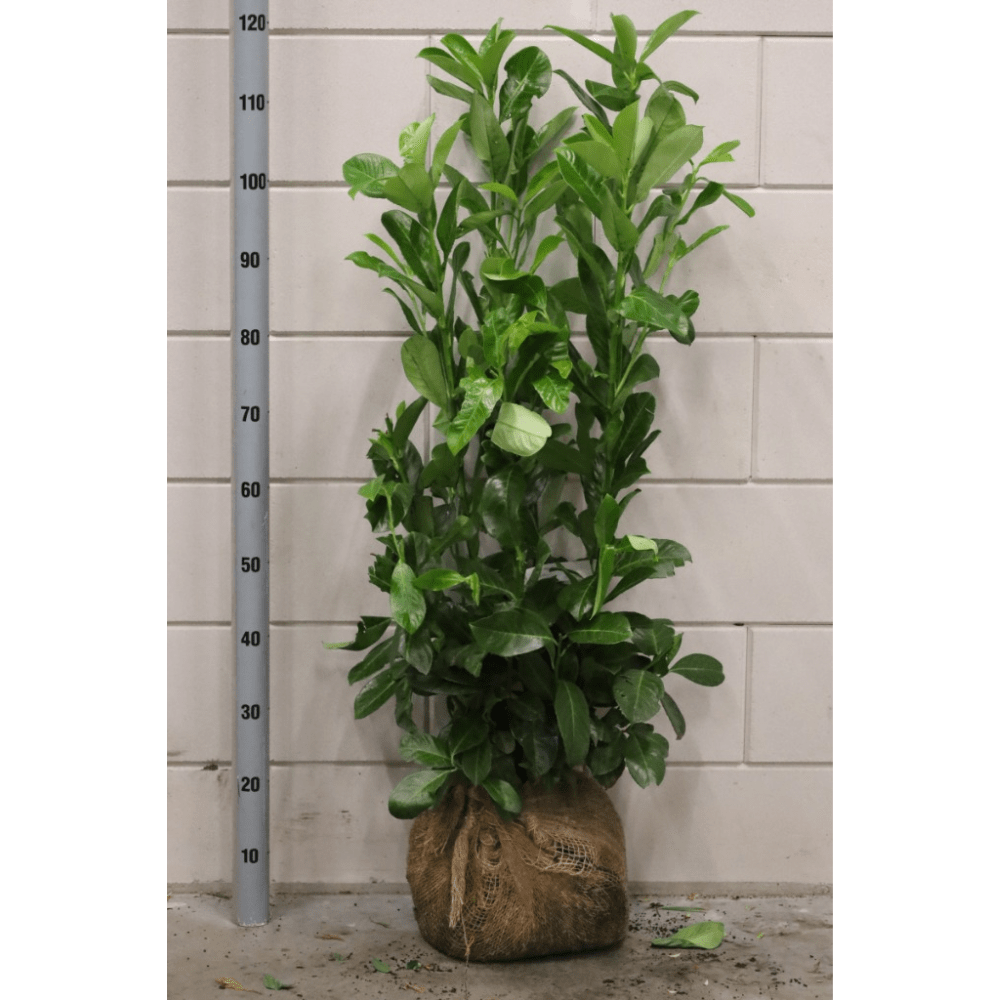 Cherry Laurel Hedging - Bulk Buy - Dandys Landscape Supplies