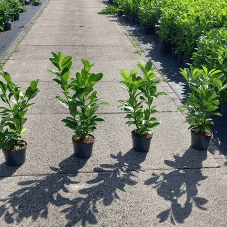 Cherry Laurel Hedging - indiviual - Dandys Landscape Supplies