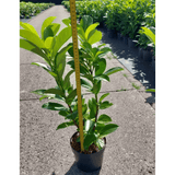 Cherry Laurel Hedging - indiviual - Dandys Landscape Supplies