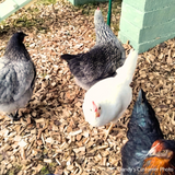 Chicken Coop Chips