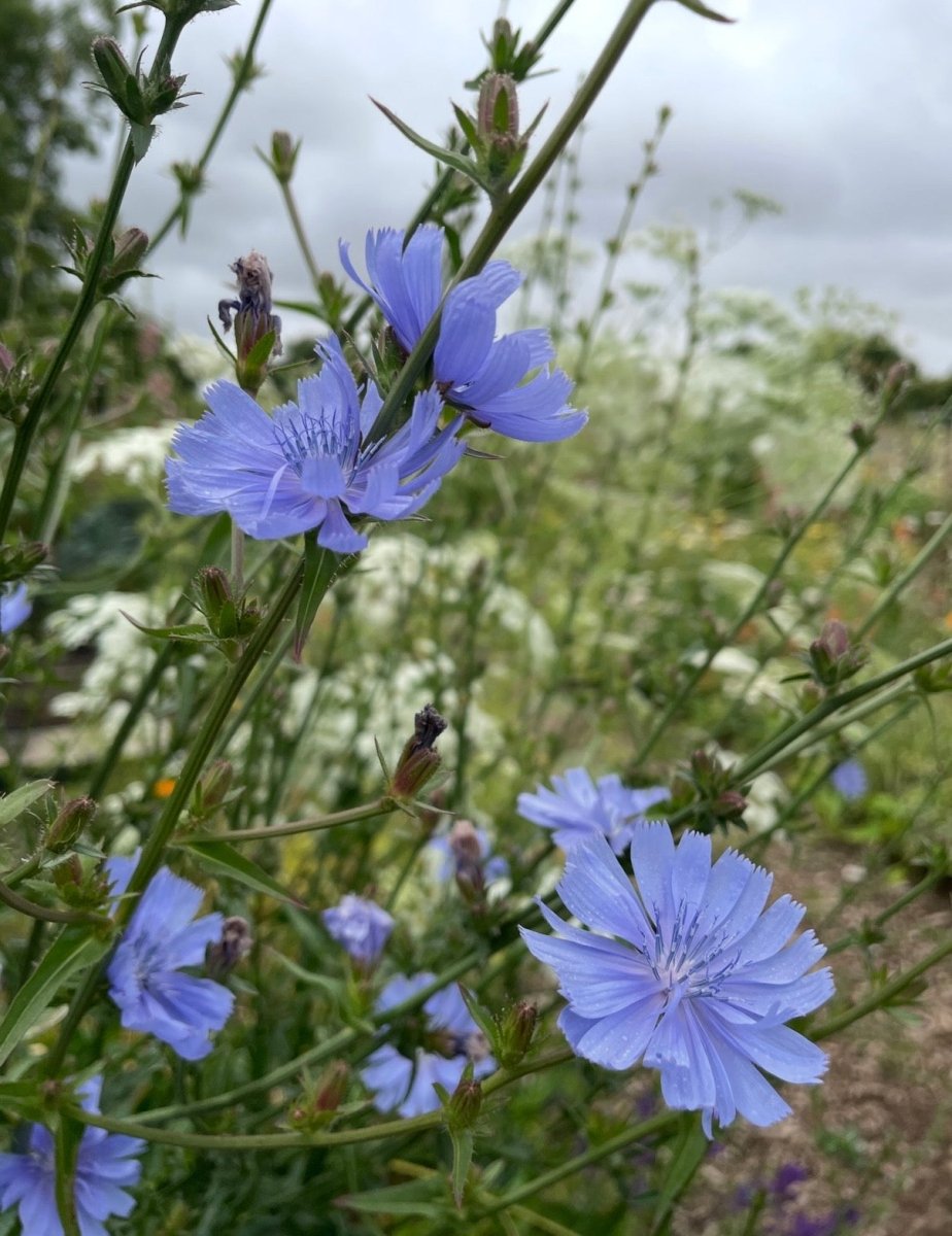Chicory Wild - Dandys Landscape Supplies
