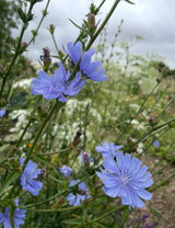 Chicory Wild - Dandys Landscape Supplies