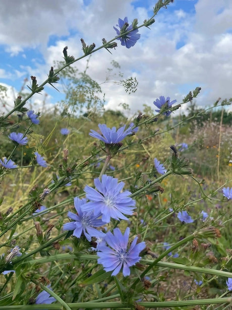 Chicory Wild - Dandys Landscape Supplies