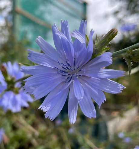 Chicory Wild - Dandys Landscape Supplies