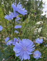 Chicory Wild - Dandys Landscape Supplies