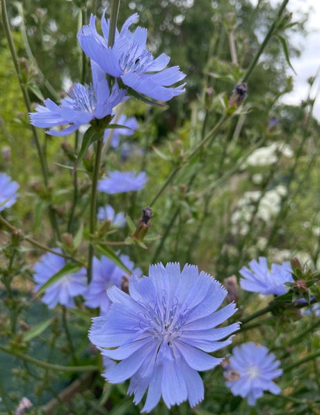 Chicory Wild - Dandys Landscape Supplies