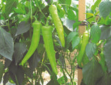 Chilli Pepper Hot Banana Plug Plants "Grow Your Own" Fruit **Letterbox Friendly** - Dandys Landscape Supplies