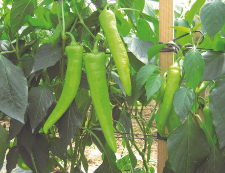 Chilli Pepper Hot Banana Plug Plants "Grow Your Own" Fruit **Letterbox Friendly** - Dandys Landscape Supplies