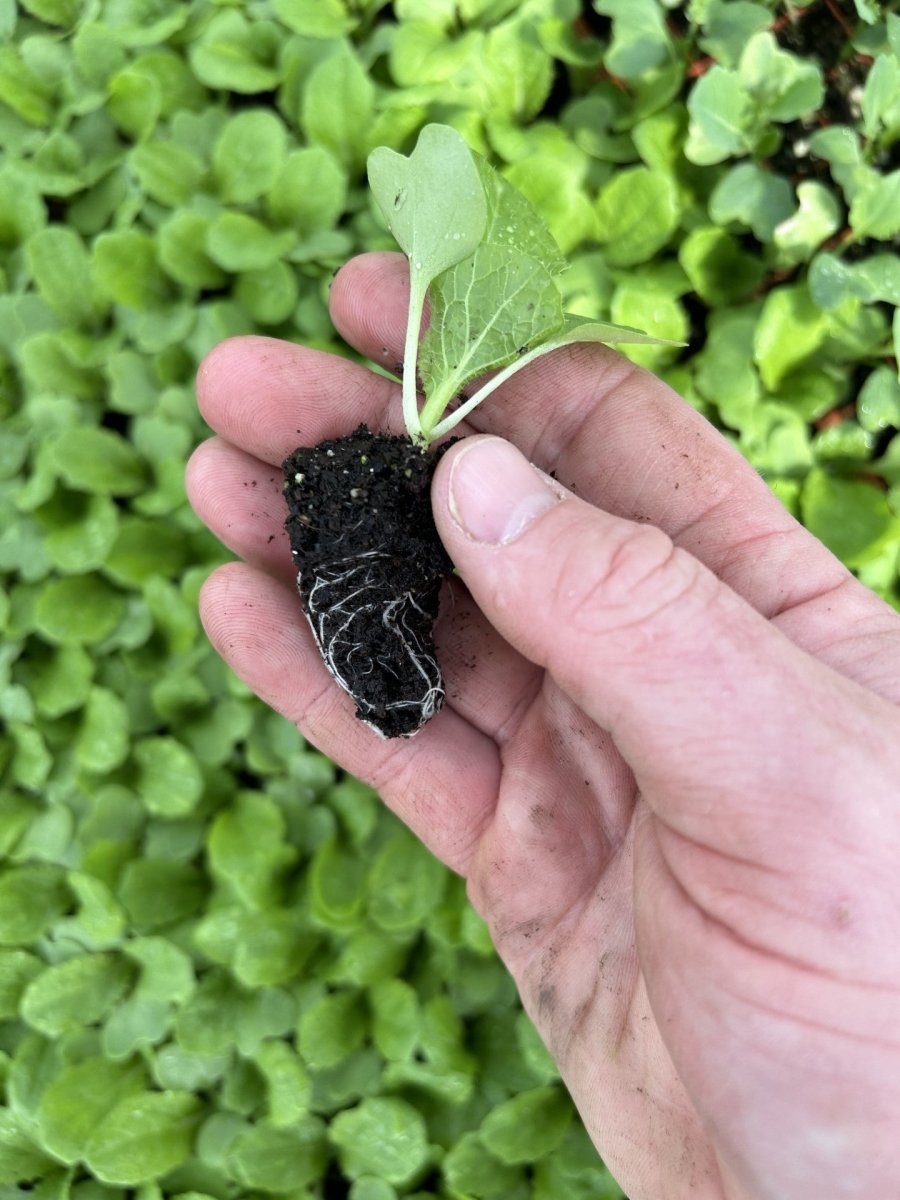 Chinese Cabbage Plug Plants "Grow Your Own" Vegetables 'Ready to Plant Now' Young Vegetable Plants **Letterbox Friendly** - Dandys Landscape Supplies
