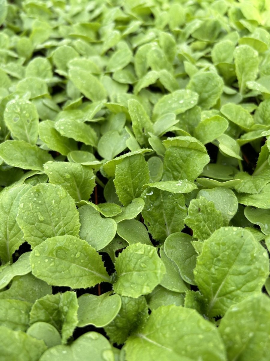 Chinese Cabbage Plug Plants "Grow Your Own" Vegetables 'Ready to Plant Now' Young Vegetable Plants **Letterbox Friendly** - Dandys Landscape Supplies